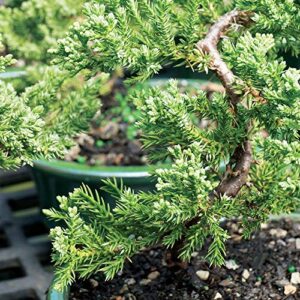 Brussel's Bonsai Live Green Mound Juniper Outdoor Bonsai Tree-3 Years Old 4" to 6" Tall with Decorative Container-Not Sold in California, Blank