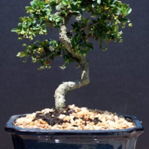 Brussel's Bonsai Live Fukien Tea Indoor Bonsai Tree-10 Years Old 10" to 14" Tall with Decorative Container,