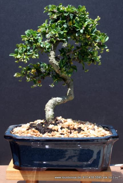 Brussel's Bonsai Live Fukien Tea Indoor Bonsai Tree-10 Years Old 10" to 14" Tall with Decorative Container,