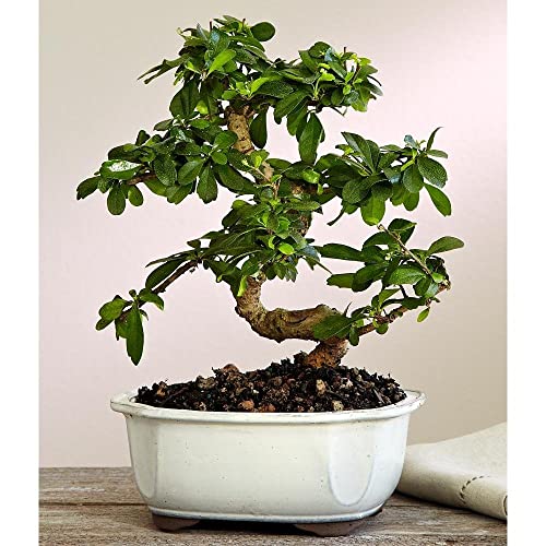 Brussel's Bonsai Live Fukien Tea Indoor Bonsai Tree-10 Years Old 10" to 14" Tall with Decorative Container,