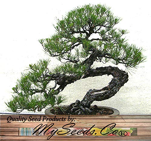 Big Pack Bonsai Tree Seeds - Japanese Black Pine Tree (150 Seeds), Pinus thunbergiana Pine Tree Seeds - Non-GMO Seeds by MySeeds.Co (Big Pack - Japanese Black Pine)