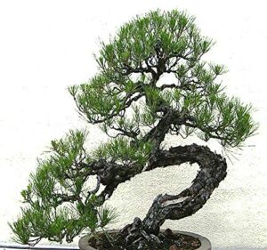 big pack bonsai tree seeds - japanese black pine tree (150 seeds), pinus thunbergiana pine tree seeds - non-gmo seeds by myseeds.co (big pack - japanese black pine)