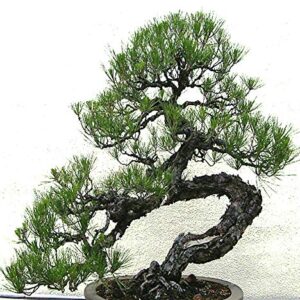 Big Pack Bonsai Tree Seeds - Japanese Black Pine Tree (150 Seeds), Pinus thunbergiana Pine Tree Seeds - Non-GMO Seeds by MySeeds.Co (Big Pack - Japanese Black Pine)