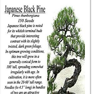 Big Pack Bonsai Tree Seeds - Japanese Black Pine Tree (150 Seeds), Pinus thunbergiana Pine Tree Seeds - Non-GMO Seeds by MySeeds.Co (Big Pack - Japanese Black Pine)