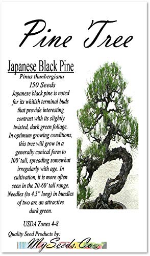 Big Pack Bonsai Tree Seeds - Japanese Black Pine Tree (150 Seeds), Pinus thunbergiana Pine Tree Seeds - Non-GMO Seeds by MySeeds.Co (Big Pack - Japanese Black Pine)