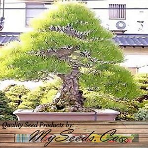 Big Pack Bonsai Tree Seeds - Japanese Black Pine Tree (150 Seeds), Pinus thunbergiana Pine Tree Seeds - Non-GMO Seeds by MySeeds.Co (Big Pack - Japanese Black Pine)