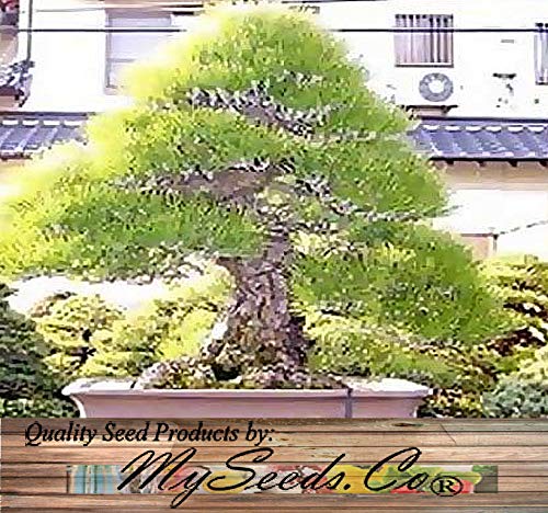 Big Pack Bonsai Tree Seeds - Japanese Black Pine Tree (150 Seeds), Pinus thunbergiana Pine Tree Seeds - Non-GMO Seeds by MySeeds.Co (Big Pack - Japanese Black Pine)