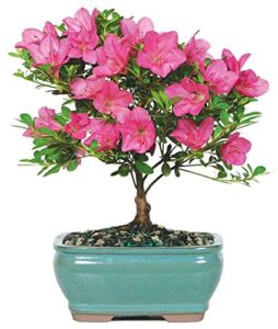 brussel's bonsai live satsuki azalea outdoor bonsai tree-5 years old 6" to 8" tall with decorative container, small, blank