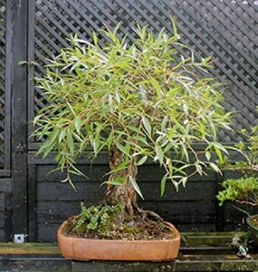 bonsai globe willow tree - large thick trunk cutting - naturally round & symmetrical canopy - indoor outdoor live bonsai tree plant
