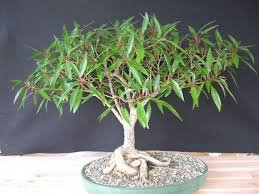 Bonsai Globe Willow Tree - Large Thick Trunk Cutting - Naturally Round & Symmetrical Canopy - Indoor Outdoor Live Bonsai Tree Plant