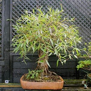 Bonsai Globe Willow Tree - Large Thick Trunk Cutting - Naturally Round & Symmetrical Canopy - Indoor Outdoor Live Bonsai Tree Plant