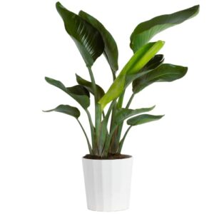 costa farms white bird of paradise, live indoor plant in modern décor planter, natural air purifier fresh from farm, great house warming gift, living room decor, tropical home decor, 2 feet tall