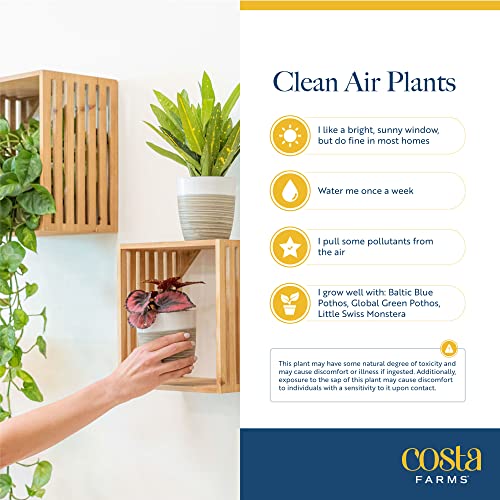 Costa Farms Live House Plants (6 Pack), Easy Grow Houseplants, Potted in Indoor Garden Plant Pots, Grower's Choice Clean Air Purifier Planter Set, Potting Soil Mix, Gift for Home and Office Decor