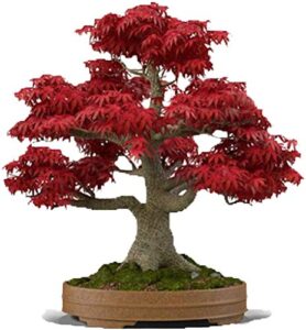 bonsai tree seeds, japanese red maple | 20+ seeds | highly prized for bonsai, japanese maple tree seeds (acer palmatum) 20+seeds