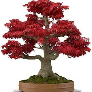 Bonsai Tree Seeds, Japanese Red Maple | 20+ Seeds | Highly Prized for Bonsai, Japanese Maple Tree Seeds (ACER palmatum) 20+Seeds