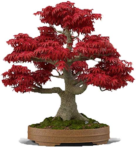 Bonsai Tree Seeds, Japanese Red Maple | 20+ Seeds | Highly Prized for Bonsai, Japanese Maple Tree Seeds (ACER palmatum) 20+Seeds