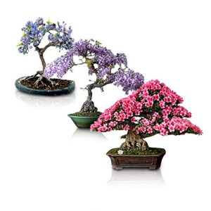 flowering bonsai tree seeds bundle - 3 types, all flowering tree seeds, vibrant colors - chinese wisteria, judas tree, blue jacaranda