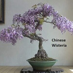 Flowering Bonsai Tree Seeds Bundle - 3 Types, All Flowering Tree Seeds, Vibrant Colors - Chinese Wisteria, Judas Tree, Blue Jacaranda