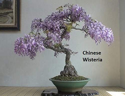 Flowering Bonsai Tree Seeds Bundle - 3 Types, All Flowering Tree Seeds, Vibrant Colors - Chinese Wisteria, Judas Tree, Blue Jacaranda