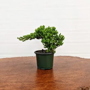 Windswept Juniper Bonsai Trees - Easy to Care for, Responds Well to Wiring and Reshaping, Strictly an Outdoor Bonsai Tree, 4-inch Plastic Pots, 3 Tree Set