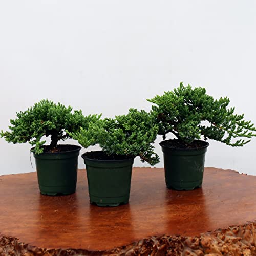 Windswept Juniper Bonsai Trees - Easy to Care for, Responds Well to Wiring and Reshaping, Strictly an Outdoor Bonsai Tree, 4-inch Plastic Pots, 3 Tree Set