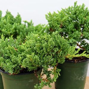 Windswept Juniper Bonsai Trees - Easy to Care for, Responds Well to Wiring and Reshaping, Strictly an Outdoor Bonsai Tree, 4-inch Plastic Pots, 3 Tree Set