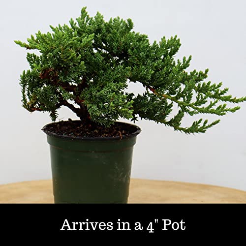 Windswept Juniper Bonsai Trees - Easy to Care for, Responds Well to Wiring and Reshaping, Strictly an Outdoor Bonsai Tree, 4-inch Plastic Pots, 3 Tree Set