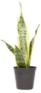 live snake plant, sansevieria trifasciata laurentii, fully rooted indoor house plant in pot, mother in law tongue sansevieria plant, potted succulent plants, sansevieria laurentii by plants for pets