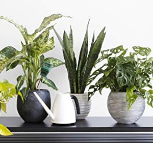 Live Snake Plant, Sansevieria trifasciata Laurentii, Fully Rooted Indoor House Plant in Pot, Mother in Law Tongue Sansevieria Plant, Potted Succulent Plants, Sansevieria laurentii by Plants for Pets