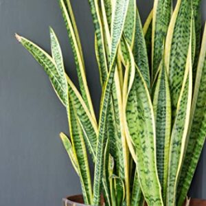 Live Snake Plant, Sansevieria trifasciata Laurentii, Fully Rooted Indoor House Plant in Pot, Mother in Law Tongue Sansevieria Plant, Potted Succulent Plants, Sansevieria laurentii by Plants for Pets