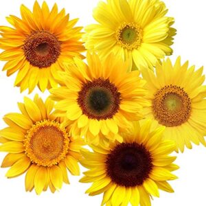 72 pieces summer sunflower wall decals removable sunflower stickers decor 3d sunflower peel and stick decals self-adhesive sunflower stickers for cars crafts baby bathroom kids living room decor