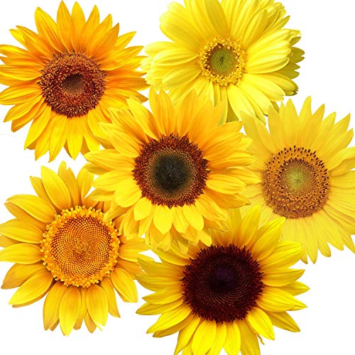 72 Pieces Summer Sunflower Wall Decals Removable Sunflower Stickers Decor 3D Sunflower Peel and Stick Decals Self-Adhesive Sunflower Stickers for Cars Crafts Baby Bathroom Kids Living Room Decor