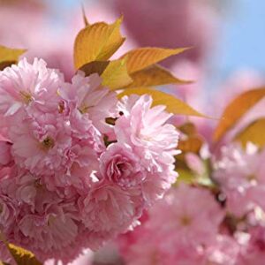 hua xian zi Bonsai Tree Japanese Sakura Seeds. Rare Japanese Cherry Blossoms Flowers Seeds in Bonsai,Pink Prunus Serrulata 30 Seeds