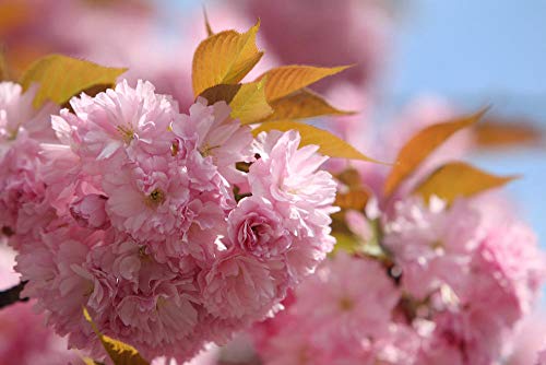 hua xian zi Bonsai Tree Japanese Sakura Seeds. Rare Japanese Cherry Blossoms Flowers Seeds in Bonsai,Pink Prunus Serrulata 30 Seeds