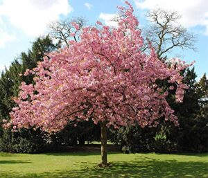 hua xian zi bonsai tree japanese sakura seeds. rare japanese cherry blossoms flowers seeds in bonsai,pink prunus serrulata 30 seeds