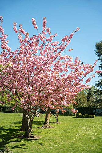 hua xian zi Bonsai Tree Japanese Sakura Seeds. Rare Japanese Cherry Blossoms Flowers Seeds in Bonsai,Pink Prunus Serrulata 30 Seeds