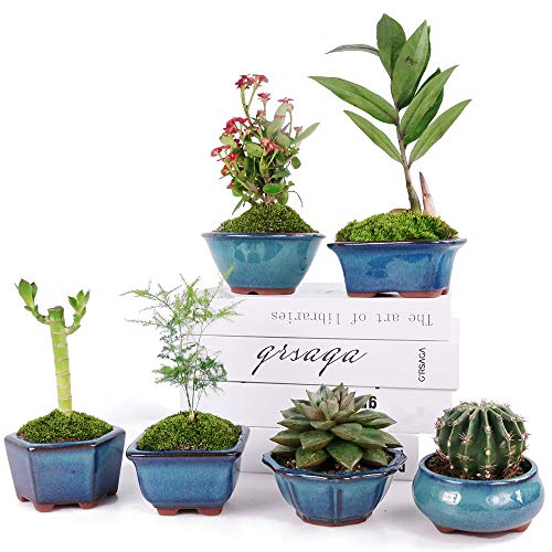 MUZHI 6PACK Glazed Bonsai Pot Planter 3" 4” Small Succulent Pots, Yixing Zisha Decorative Mame Bonsai Training Pot or Small Flower Cactus Starter Growing Planters Containers Blue