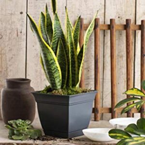 The HC Companies 6 Inch Eclipse Square Planter with Saucer - Indoor Outdoor Plant Pot for Flowers, Vegetables, and Herbs, Cottage Stone