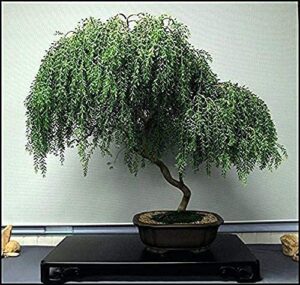 mitraee 100 pcs bonsai dwarf weeping willow tree - thick trunk cutting - indoor/outdoor live bonsai tree - old mature look fast