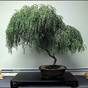 MITRAEE 100 Pcs Bonsai Dwarf Weeping Willow Tree - Thick Trunk Cutting - Indoor/Outdoor Live Bonsai Tree - Old Mature Look Fast