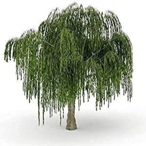 MITRAEE 100 Pcs Bonsai Dwarf Weeping Willow Tree - Thick Trunk Cutting - Indoor/Outdoor Live Bonsai Tree - Old Mature Look Fast