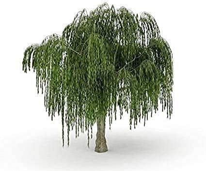 MITRAEE 100 Pcs Bonsai Dwarf Weeping Willow Tree - Thick Trunk Cutting - Indoor/Outdoor Live Bonsai Tree - Old Mature Look Fast
