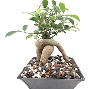 Bonsai Fertilizer| All Purpose| Quick Results |Micro Nutrients Vital for Bonsai Health| The Bonsai Supply (All Purpose Fertilizer 5 oz)