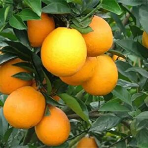 zcbang Bonsai Orange Tree Seeds 20+ Seeds Grow a Delicious Fruit Bearing Bonsai Tree