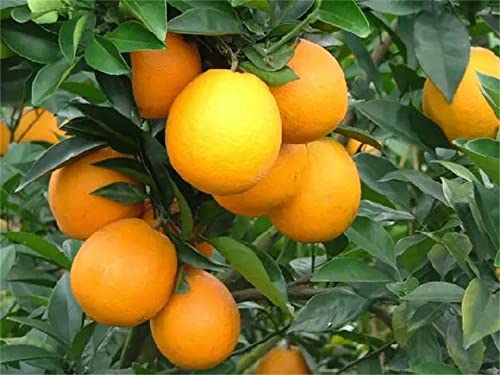 zcbang Bonsai Orange Tree Seeds 20+ Seeds Grow a Delicious Fruit Bearing Bonsai Tree