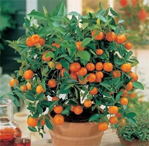 zcbang bonsai orange tree seeds 20+ seeds grow a delicious fruit bearing bonsai tree