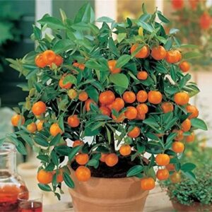 zcbang Bonsai Orange Tree Seeds 20+ Seeds Grow a Delicious Fruit Bearing Bonsai Tree