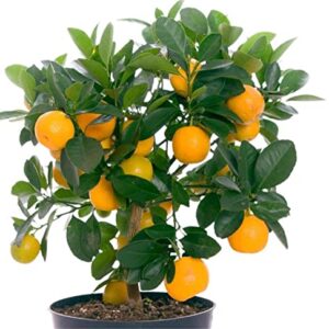 zcbang Bonsai Orange Tree Seeds 20+ Seeds Grow a Delicious Fruit Bearing Bonsai Tree