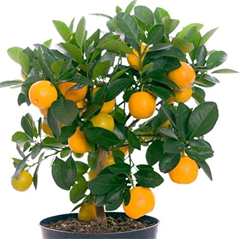 zcbang Bonsai Orange Tree Seeds 20+ Seeds Grow a Delicious Fruit Bearing Bonsai Tree