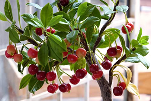 20 Bonsai Dwarf Cherry Tree Seeds | Indoor or Outdoor Fruit Tree | Made in USA, Ships from Iowa